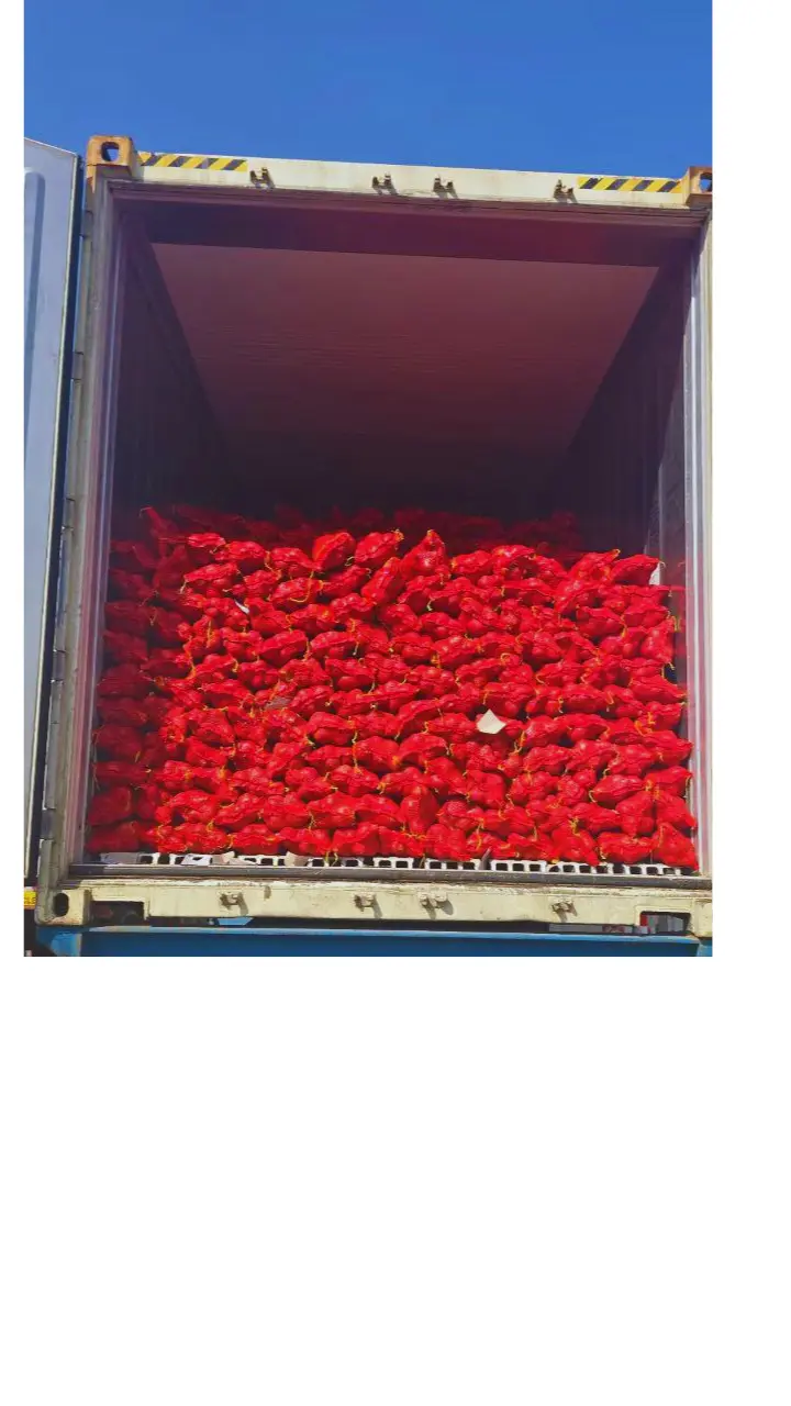 Egyptian red onions packed in mesh bags loaded inside export shipping container